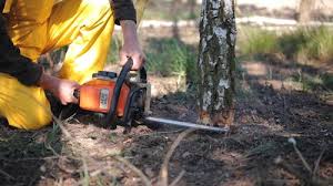 How Our Tree Care Process Works  in  Bainbridge Island, WA