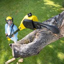 Best Leaf Removal  in Bainbridge Island, WA