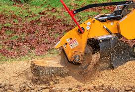Best Hazardous Tree Removal  in Bainbridge Island, WA