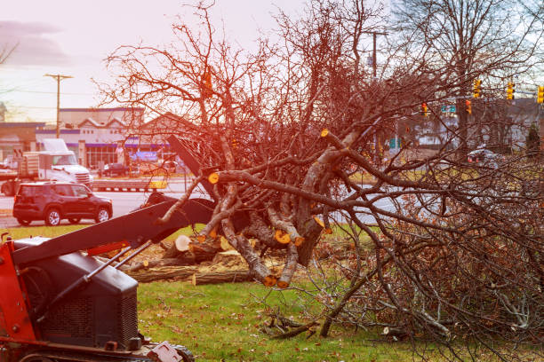Best Commercial Tree Services  in Bainbridge Island, WA