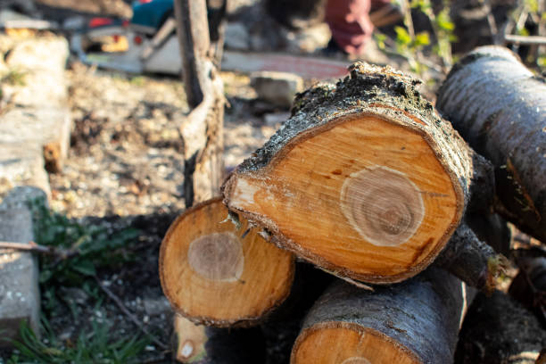 Best Tree and Shrub Care  in Bainbridge Island, WA