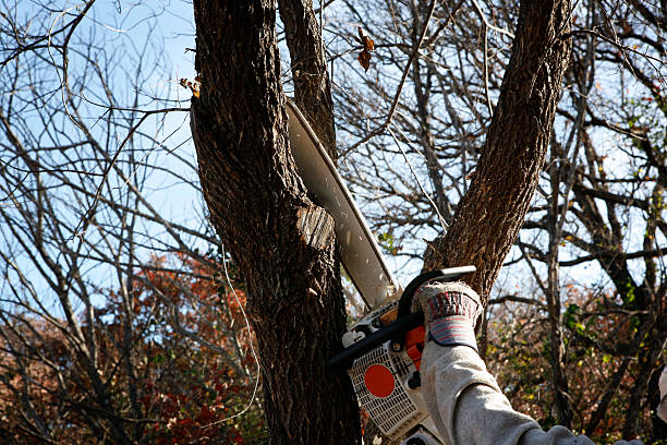 Best Tree Cabling and Bracing  in Bainbridge Island, WA